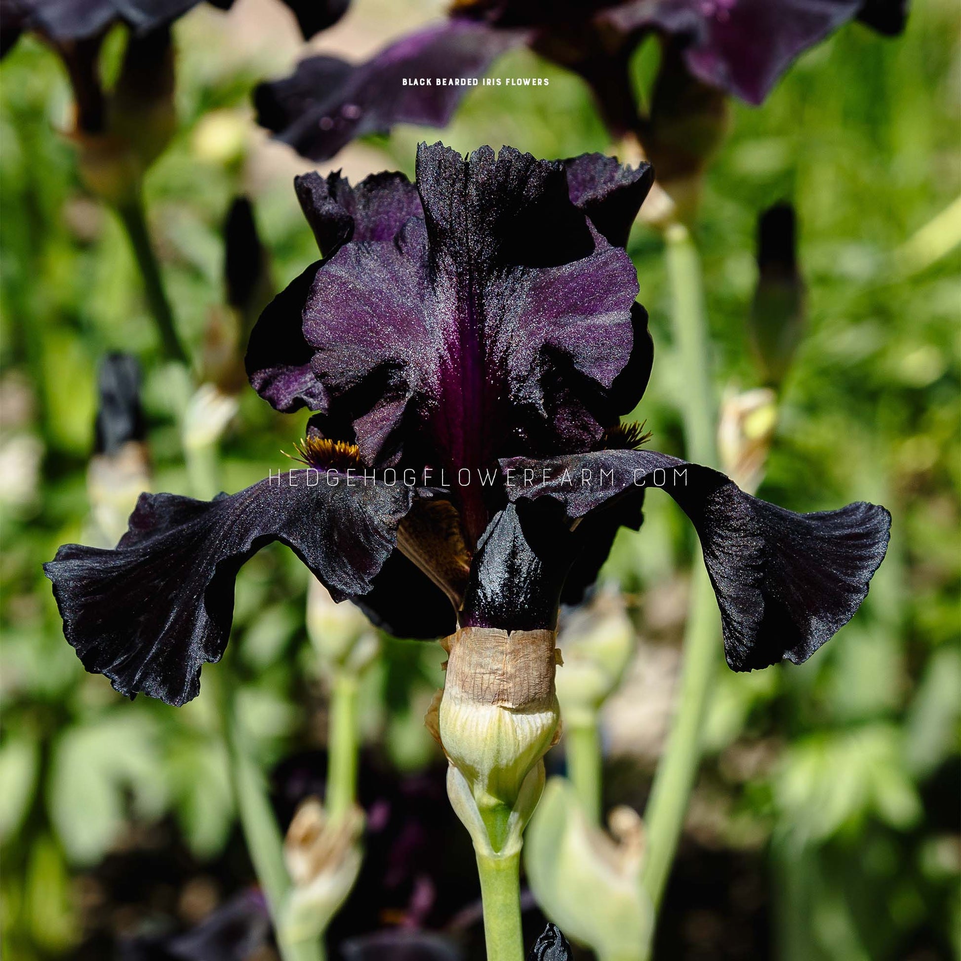 Black Bearded Iris Bulbs for sale from Hedgehog Flower Farm