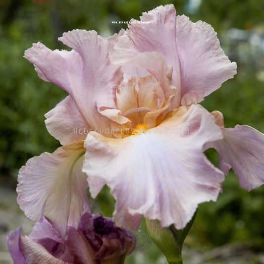 Pink Bearded Iris Bulbs for sale from Hedgehog Flower Farm