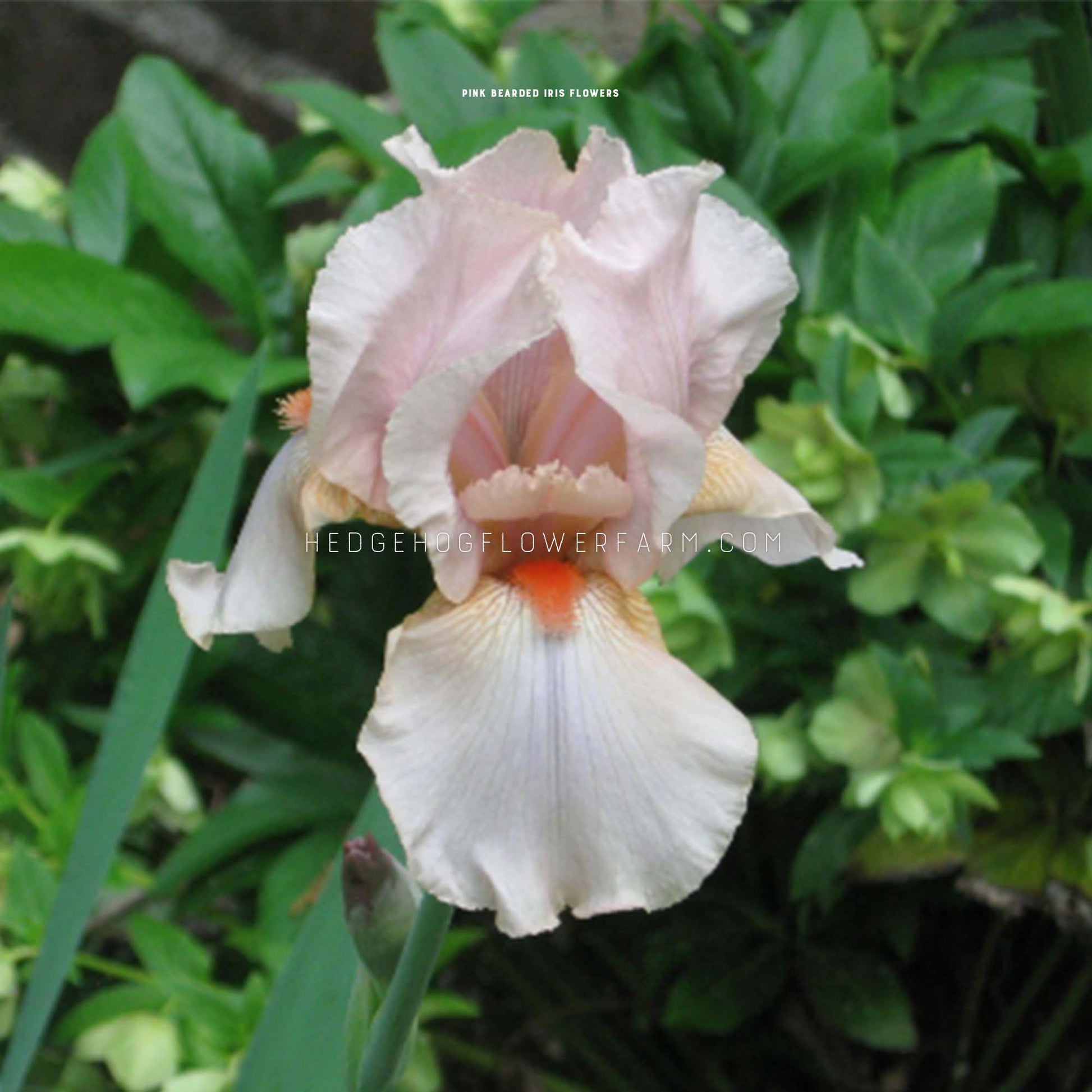 Pink Bearded Iris Bulbs for sale from Hedgehog Flower Farm