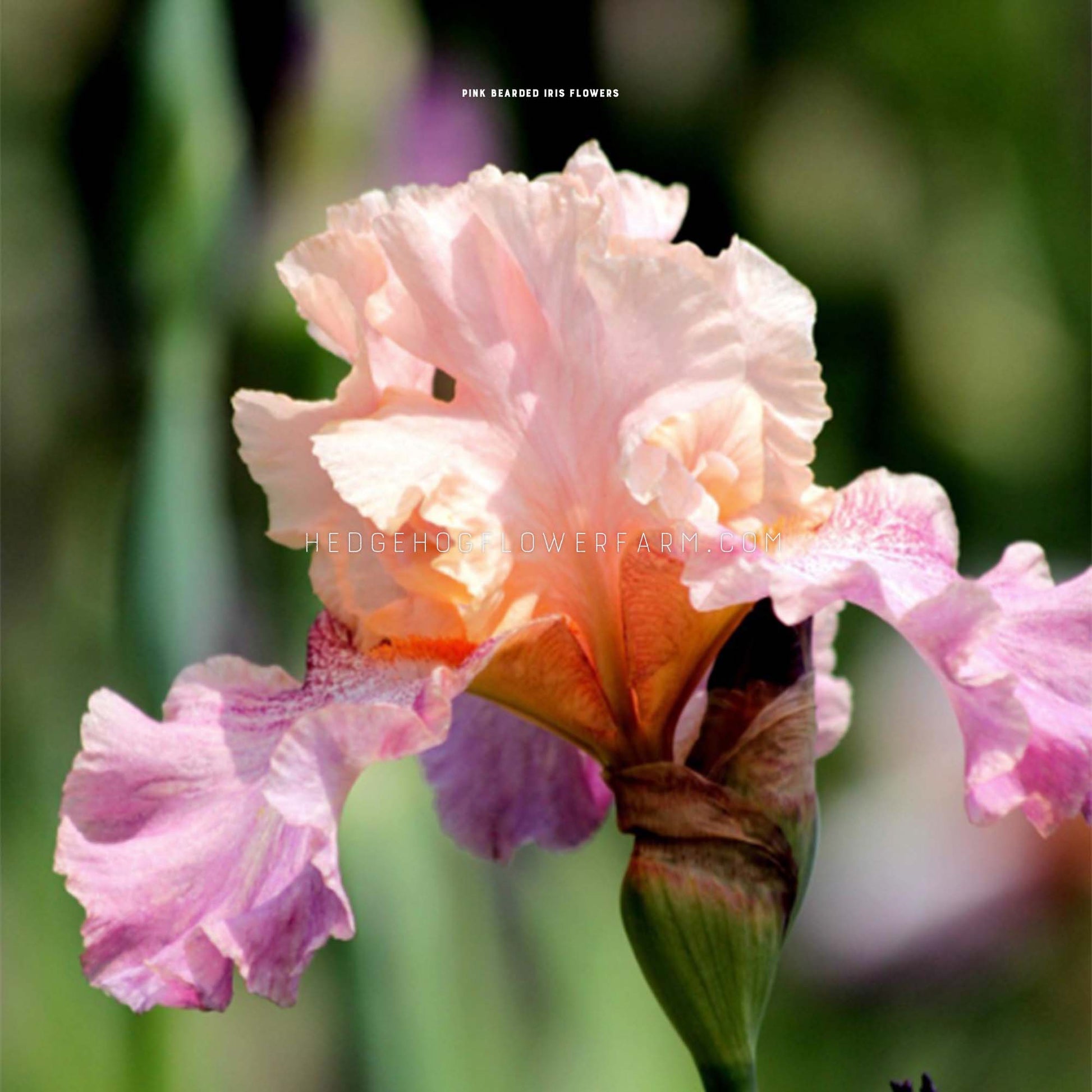 Pink Bearded Iris Bulbs for sale from Hedgehog Flower Farm