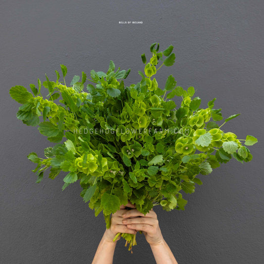 A person holds a large bouquet of fresh green Bells of Ireland against a dark gray textured wall. The hands and forearms of the person are visible holding the stems at the bottom, and small text overlays read 'BELLS OF IRELAND' and 'HEDGEHOGFLOWERFARM.COM