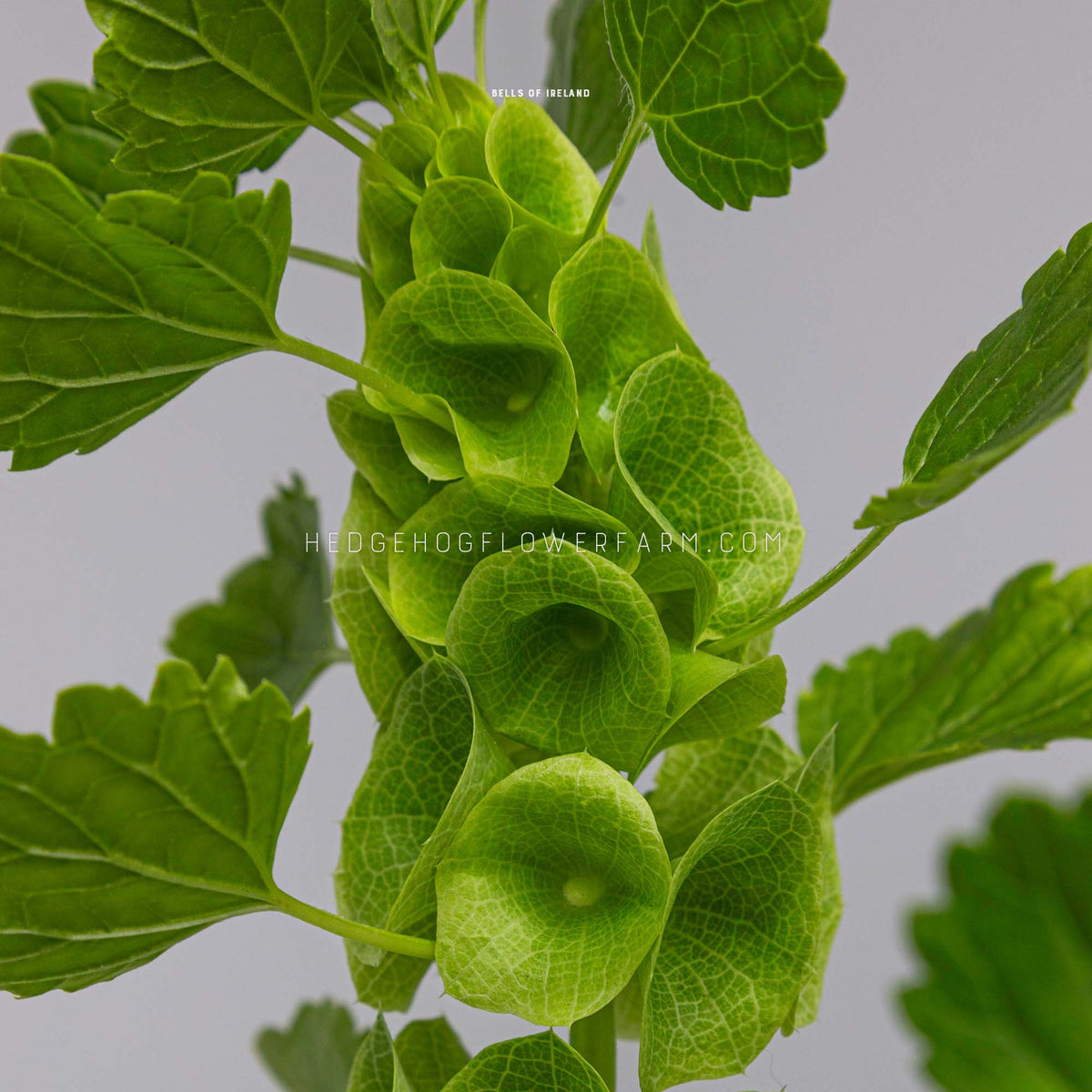 Close up photo of Bells of Ireland in bloom showing green bell shaped blooms on a green stem with alternating green flat leaves shooting outward from the stem and bells. Text at the top says 'BELLS OF IRELAND' and photo is watermarked with 'HEDGEHOGFLOWERFARM.COM'