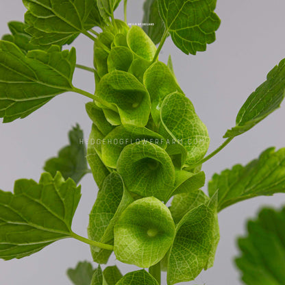 Close up photo of Bells of Ireland in bloom showing green bell shaped blooms on a green stem with alternating green flat leaves shooting outward from the stem and bells. Text at the top says 'BELLS OF IRELAND' and photo is watermarked with 'HEDGEHOGFLOWERFARM.COM'