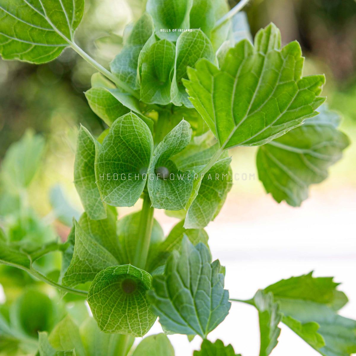 Close up photo of Bells of Ireland in bloom showing green bell shaped blooms on a green stem with alternating green flat leaves shooting outward from the stem and bells. Text at the top says 'BELLS OF IRELAND' and photo is watermarked with 'HEDGEHOGFLOWERFARM.COM' Background is a blurred sunny garden scene. 