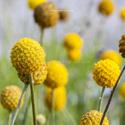 Close-up photo of yellow Craspedia globosa Billy Buttons in bloom. The flowers are round and fuzzy, and they are arranged in a cluster. The background is a blurred garden with other blooming billy buttons. 