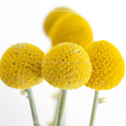 Close-up photo of yellow billy buttons flowers. The flowers are round and fuzzy, with a light green stem. The flowers are arranged in a row, with the closest flower in focus and the others out of focus on a white background. 