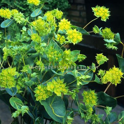 Close-up photo of Bupleurum Rotund Green Gold in bloom showing yellow, star shaped flowers cupped by green foliage on skinny stems on a dark background. 