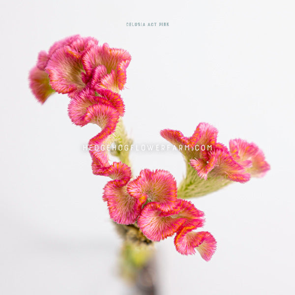 Close up photo of Celosia Act Pink in bloom showing a uniquely curled bloom form in bright pink on pale yellow stems on a white background