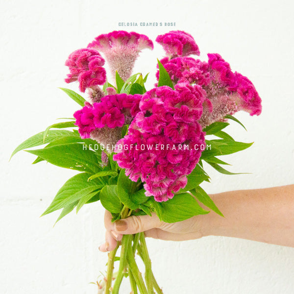 Photo of Celosia Cramer's Rose blooms bundled together showing its curly, fuzzy, brain like shape in hot pink. This bundle is being held up by a hand and skinny green leaves and green stems can be seen under the blooms. This is held up against a white background. 