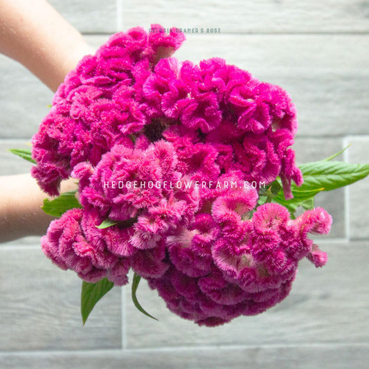 Top view of Celosia Cramer's Rose blooms bundled together showing its curly, fuzzy, brain like shape in hot pink. This bundle is being held up by two hands against a grey wood background and a few skinny green leaves can be seen under the blooms. 
