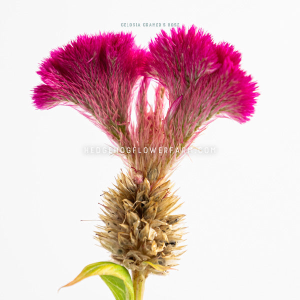 Close up side view of a celosia Cramer's rose crest bloom showing a hot pink fuzzy form with spiky seed heads on a yellowing stem against a white background.