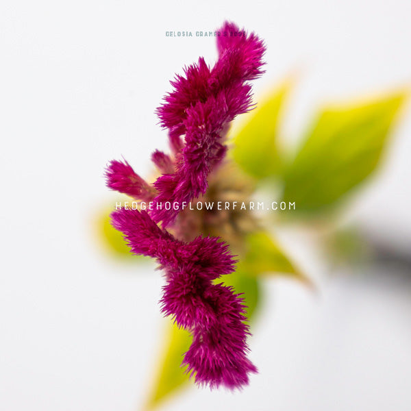 Close up top view photo of celosia cramer's rose showing a curly, fuzzy hot pink bloom crest with yellowing green leaves seen blurred against a white background. 