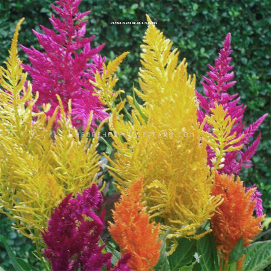 Celosia Pampas Plume Mix for sale from Hedgehog Flower Farm