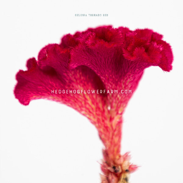 Close up side view of celosia tornado red in bloom showing its curly bloom shape and fur like stem under where the bloom sits in a deep pink color against a white background 