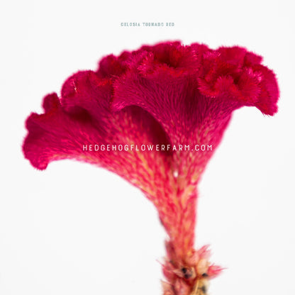 Close up side view of celosia tornado red in bloom showing its curly bloom shape and fur like stem under where the bloom sits in a deep pink color against a white background 