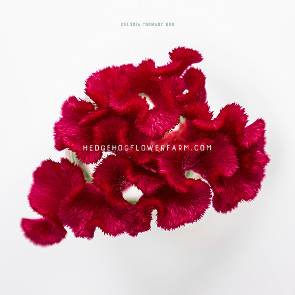 Close up top view of celosia tornado red in bloom showing a curly, brain like shape in deep red against a white background