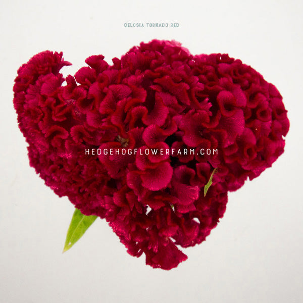 Close up photo of celosia tornado red bunched together showing deep red blooms of a curly brain like shape with one green leaf seen on a white background