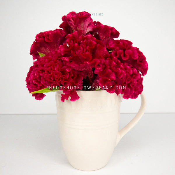 Photo of celosia tornado red in bloom bunched together and placed in a white mug showing curly, brain like blooms with skinny green leaves against a white background
