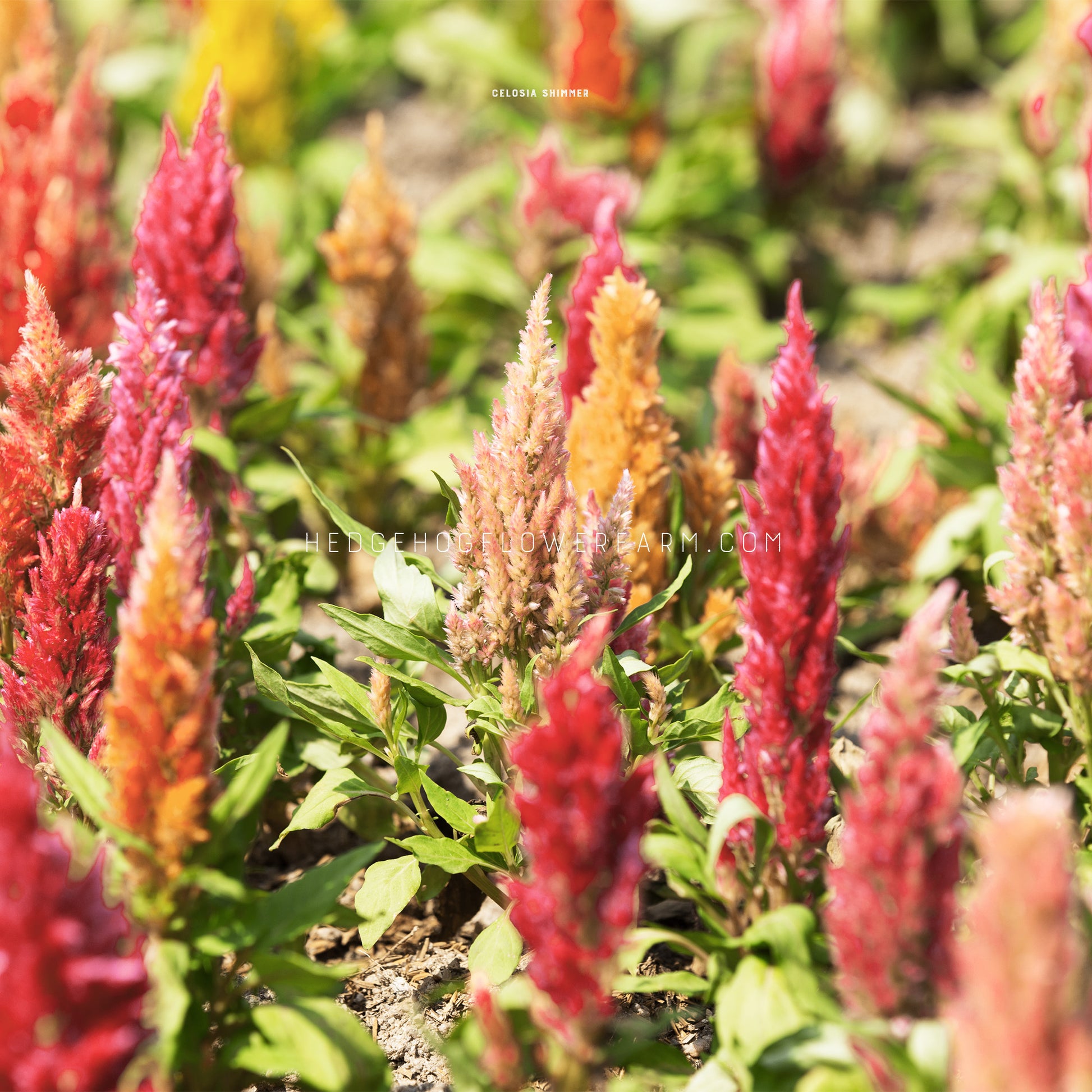 Photo of Celosia Shimmer growing in the garden showing multiple blooming spires in shades of pink, yellow and orange amongst green foliage. 