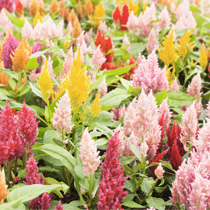 Photo of Celosia Shimmer growing in the garden showing multiple blooming spires in shades of pink, yellow and orange amongst green foliage. 