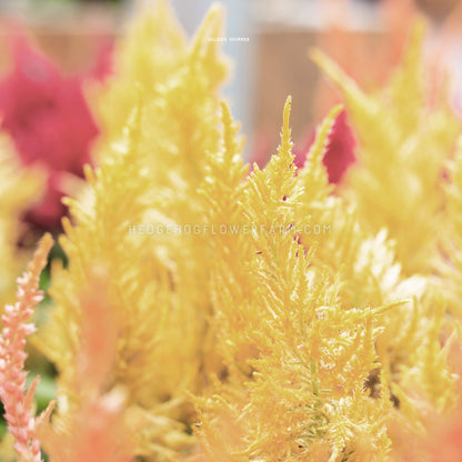 Close-up photo of Celosia Shimmer in bloom showing a yellow flower spire that looks fuzzy and other blooming celosia blurred in the background. 