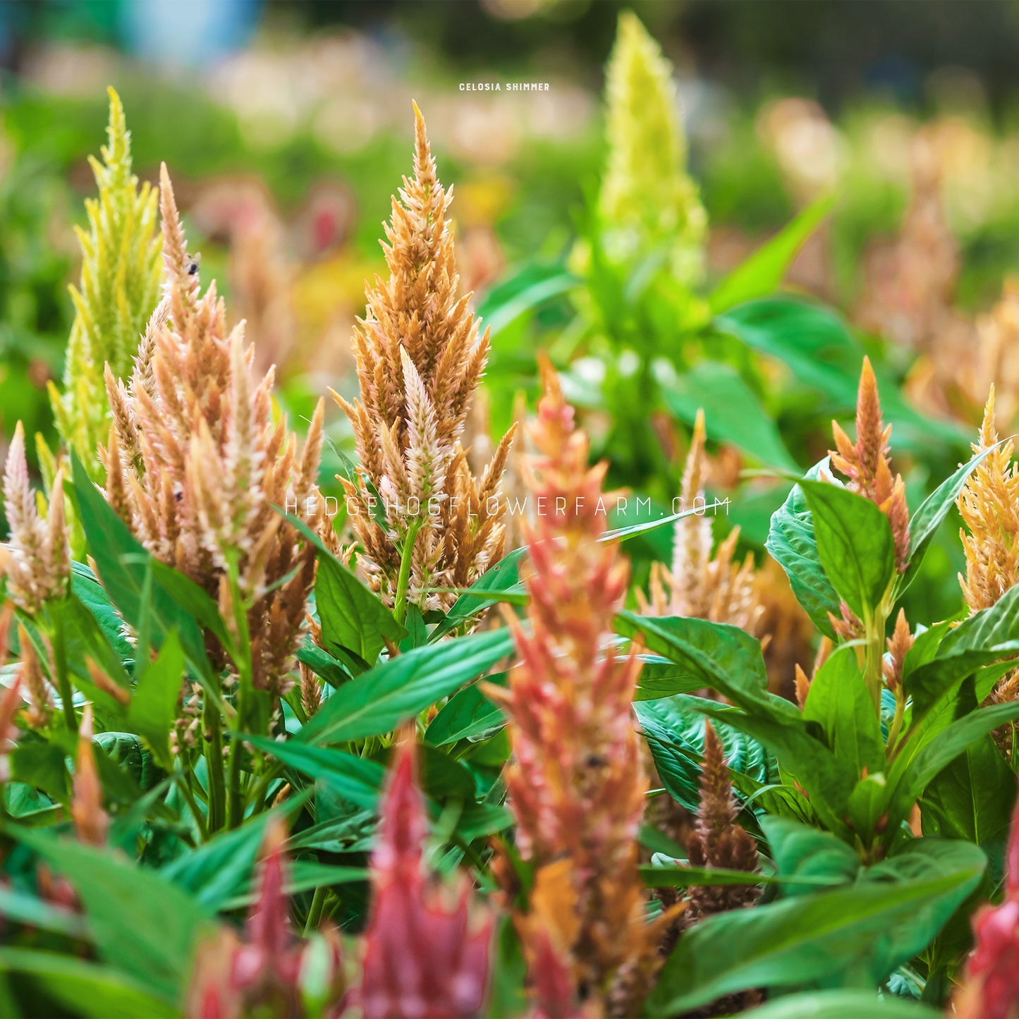 Photo of Celosia Shimmer growing in the garden showing multiple blooming spires in shades of pink, yellow and orange amongst green foliage. 
