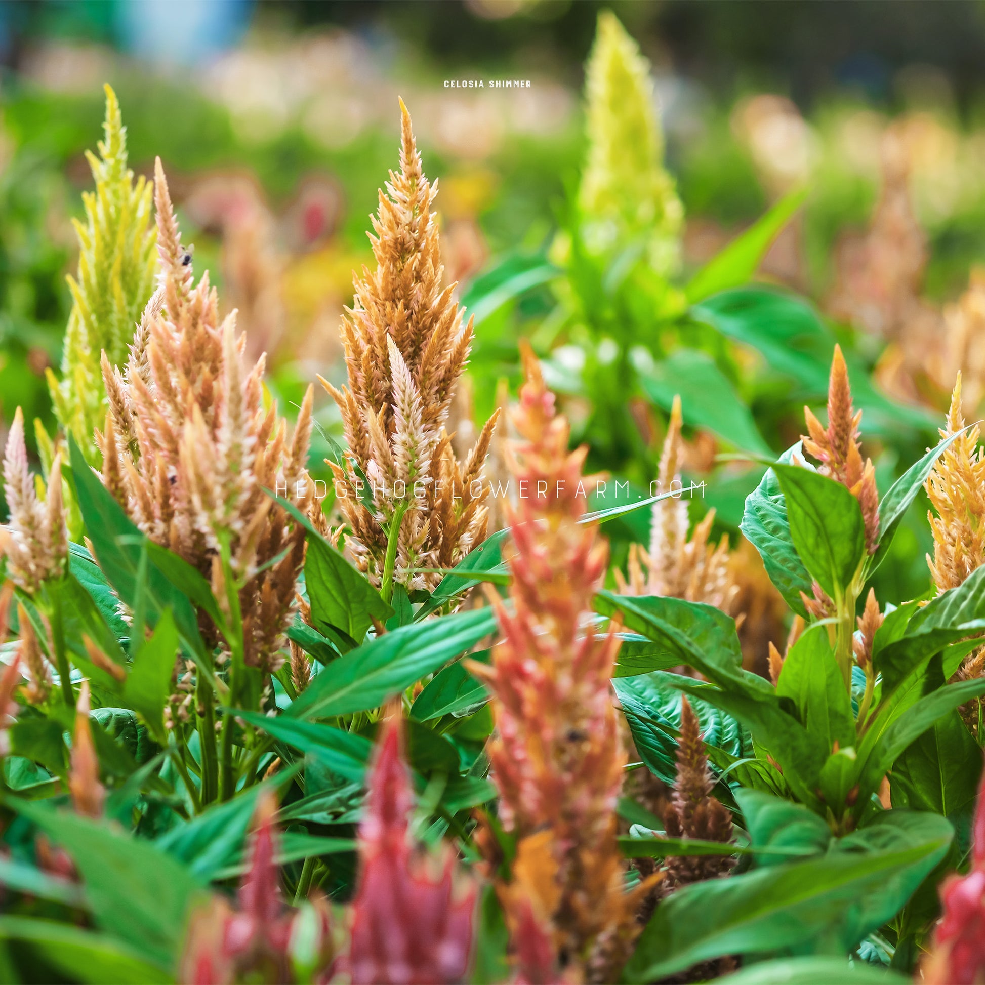 Photo of Celosia Shimmer growing in the garden showing multiple blooming spires in shades of pink, yellow and orange amongst green foliage. 
