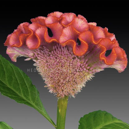 Close-up photo of Celosia act rose orange rim in bloom showing a side view of a pink brain-shaped flower with fuzzy orange petals along the rim on a green stem with two green leaves on grey background.