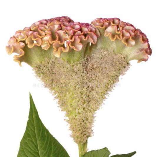 Side image of celosia Bar Bossa Champagne flower. Looks like a brain. Isolated on white background.