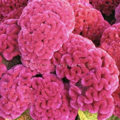 Close-up top view photo of a clustered bunch of celosia Cramers Rose in bloom showing hot pink brain shaped flowers. 