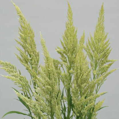 Close-up photo of celosia sylphid lime in bloom showing lime green feathery plumes similar looking to wheat but with a neon lime hue against a grey background. 
