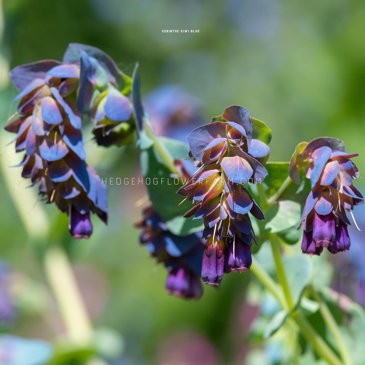Photo of cerinthe honeywort kiwi blue blooms in a cluster drooping downwards in shades of blue and purple attached to a green stem with bicolor leaves around the blooms. These blooms hang down and are almost a long bell shape. Background is a blurred garden.