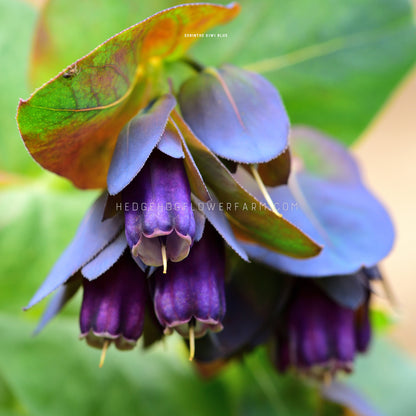 Close-up photo of cerinthe honeywort kiwi blue blooms in a cluster drooping downwards in shades of blue and purple attached to a stem of green leaves. These blooms hang down and are almost a long bell shape.