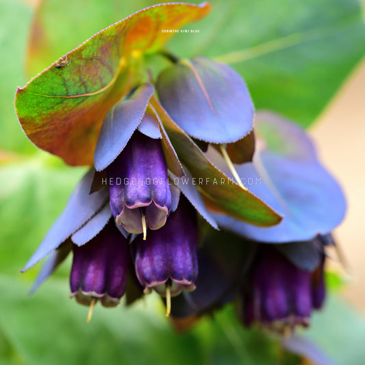 Close-up photo of cerinthe honeywort kiwi blue blooms in a cluster drooping downwards in shades of blue and purple attached to a stem of green leaves. These blooms hang down and are almost a long bell shape.