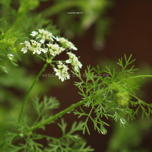 Photo of Cilantro Confetti leaves showing the soft, frilly texture as well as cilantro blooming showing an umbel cluster of little white blooms
