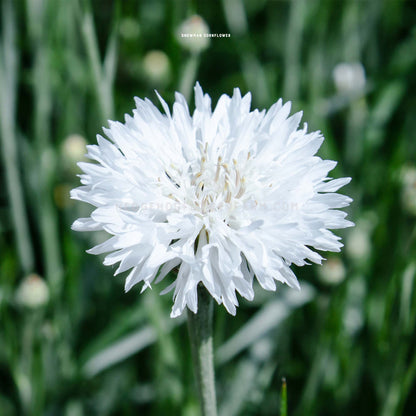 Close-up photo of a single Centaurea Cyanus Snowman blooming in the garden showing layers of spiky white petals coming off of a green stem. 
