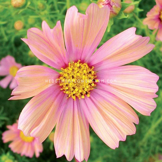 Closeup photo of cosmos apricot lemonade facing camera showing eight two toned pink petals with a yellow center with a garden background of other blooming cosmos. 