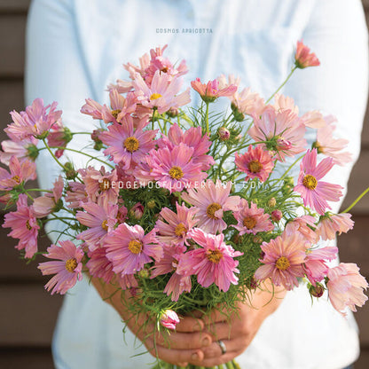 Bouquet of pink apricot cosmos flowers  with yellow centers on thin green stems with thin leaves being held by a person wearing a light blue shirt.