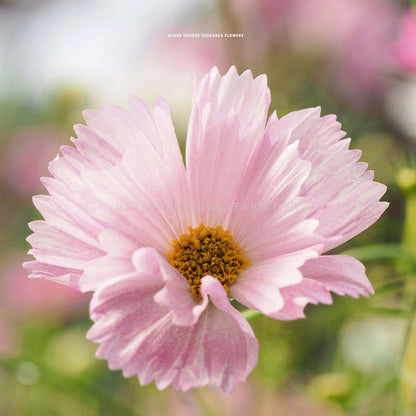Close-up photo of Cosmos Cupcake Blush in bloom showing thin, pink paper-like petals with spiked edges and a yellow center with a blurred garden background. 