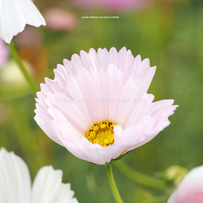 Close-up photo of Cosmos Cupcake Blush in bloom showing thin, light pink paper-like petals with spiked edges and a yellow center with a blurred garden background. 