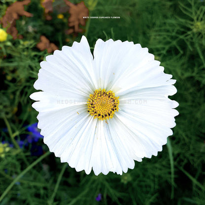 Close up photo of cosmos white cupcakes showing off a big, round, white flower with spiked edges and a yellow center with a garden background