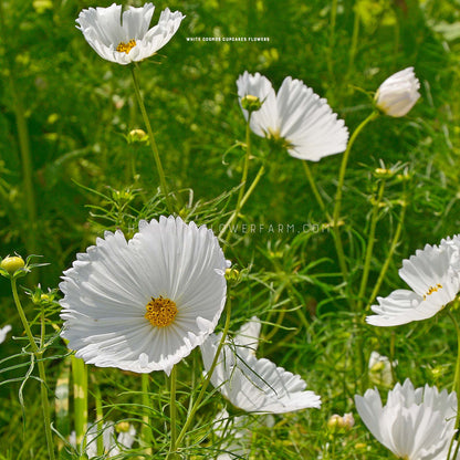 Photo of six visible cosmos white cupcake in the garden showing off thin, cupcake wrapper-like blooms with yellow centers on skinny green stems