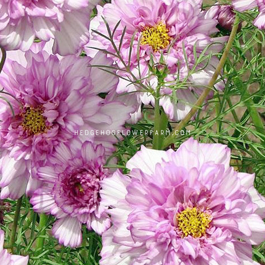 Close-up photo of cosmos double click pink bicolor in the sun blooming showing layers of pink and white petals with yellow centers surrounded by green foliage. 