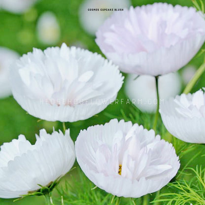 Photo of multiple cosmos cupcakes blush blooming in the garden showing white to light pink cupped blooms that look like cupcakes wrappers with multiple frilly petals in the center. Background is green foliage with other blurred cosmos blooms. 