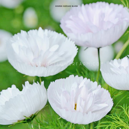 Photo of multiple cosmos cupcakes blush blooming in the garden showing white to light pink cupped blooms that look like cupcakes wrappers with multiple frilly petals in the center. Background is green foliage with other blurred cosmos blooms. 