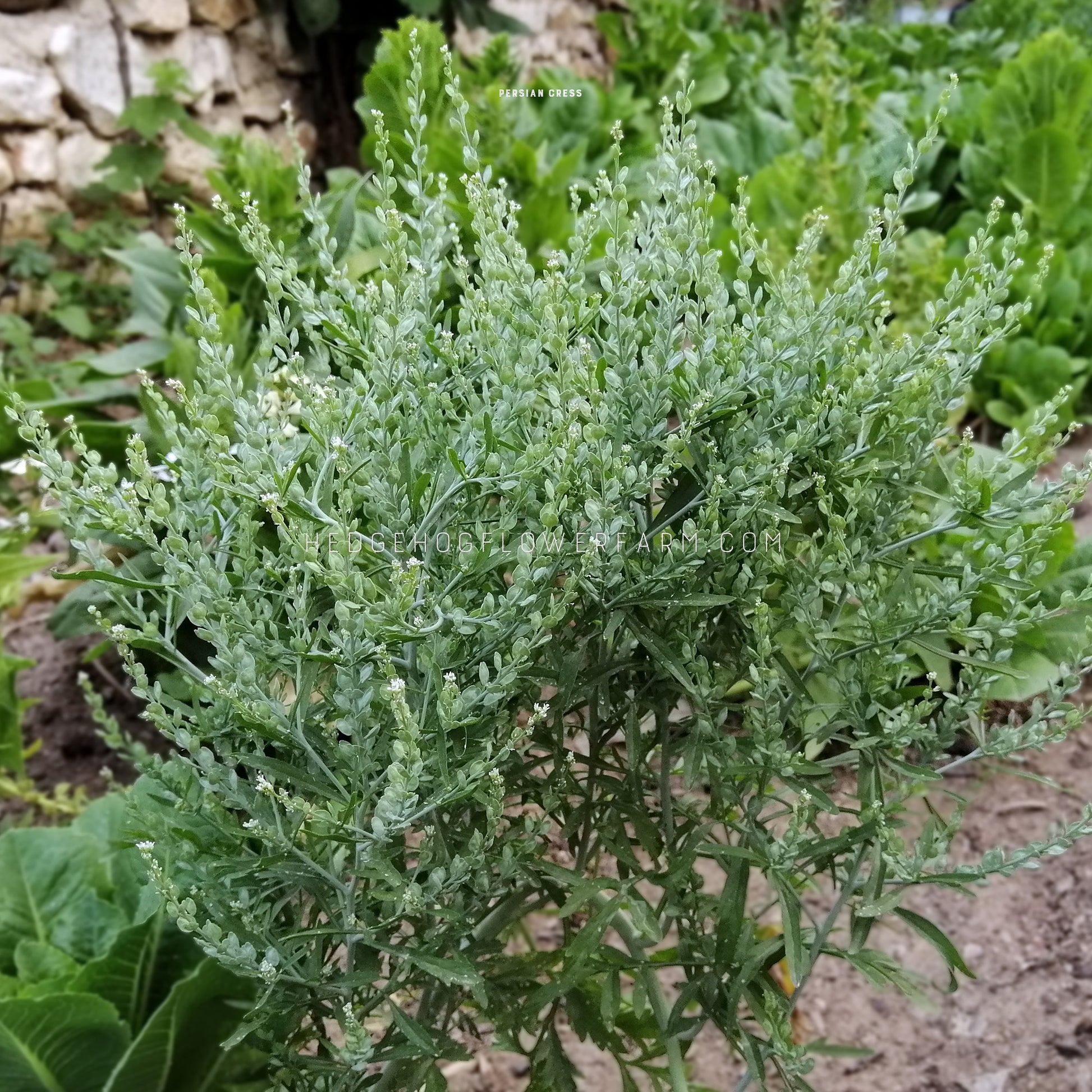 Photo of a Persian cress plant showing tall, skinny, green stems in the shape of a bush with a garden in the background.