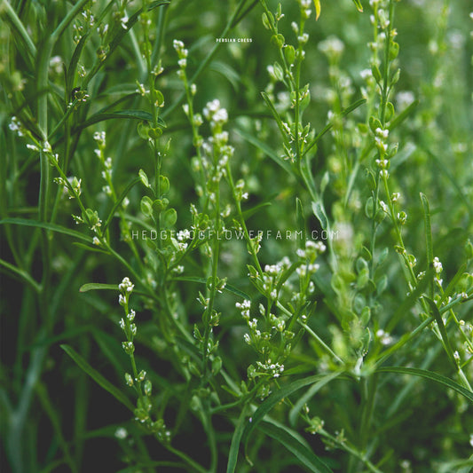 Close-up photo of a Persian cress plant in bloom showing tall, skinny, green stems with small white blooms trailing upwards