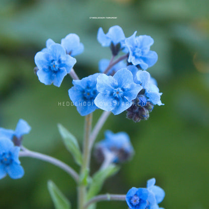 Close-up photo of a firmament branch blooming showing little blue star flowers clustered a top a thin green stem.