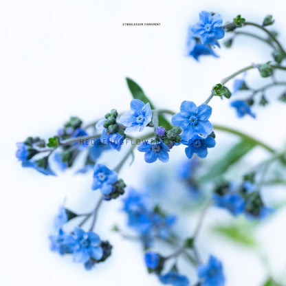 Close-up photo of a firmament branch blooming showing little blue star flowers on a thin green stem on a white background.