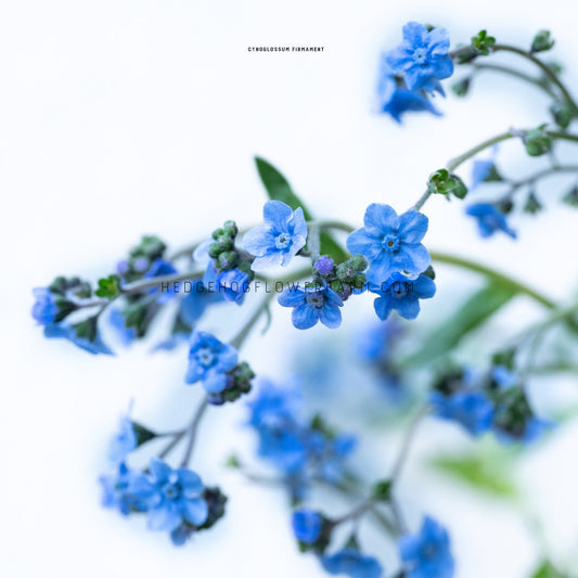 Close-up photo of a firmament branch blooming showing little blue star flowers on a thin green stem on a white background.